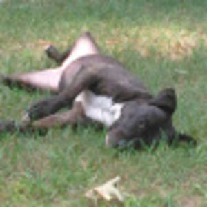 Meet your Posher, Cean